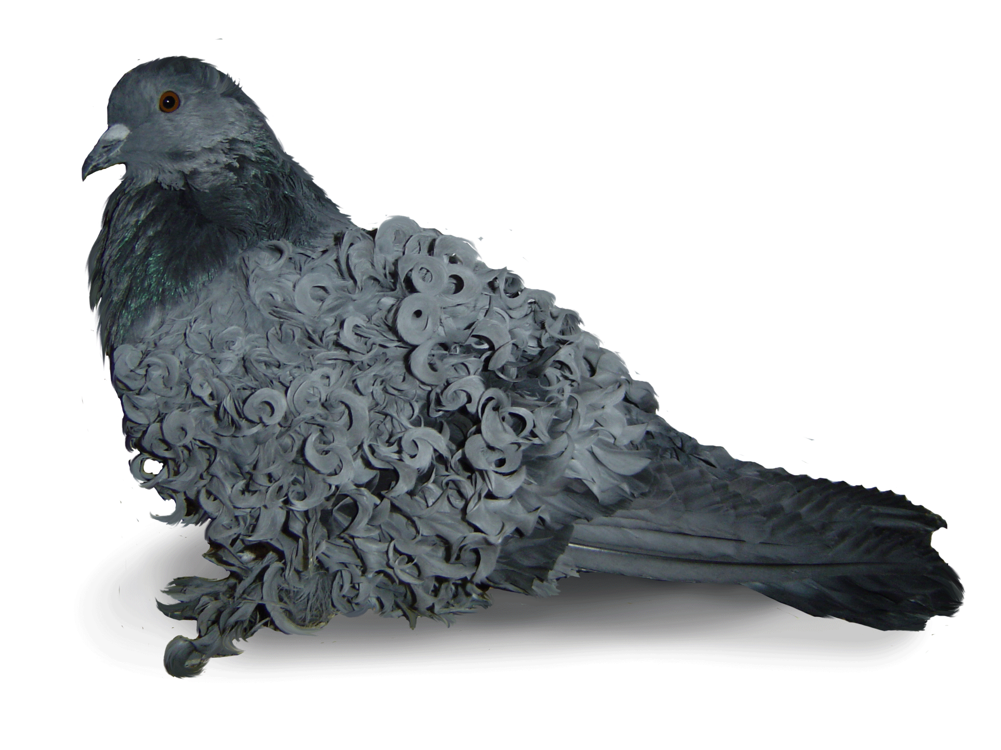 Lockentaube blauschimmel